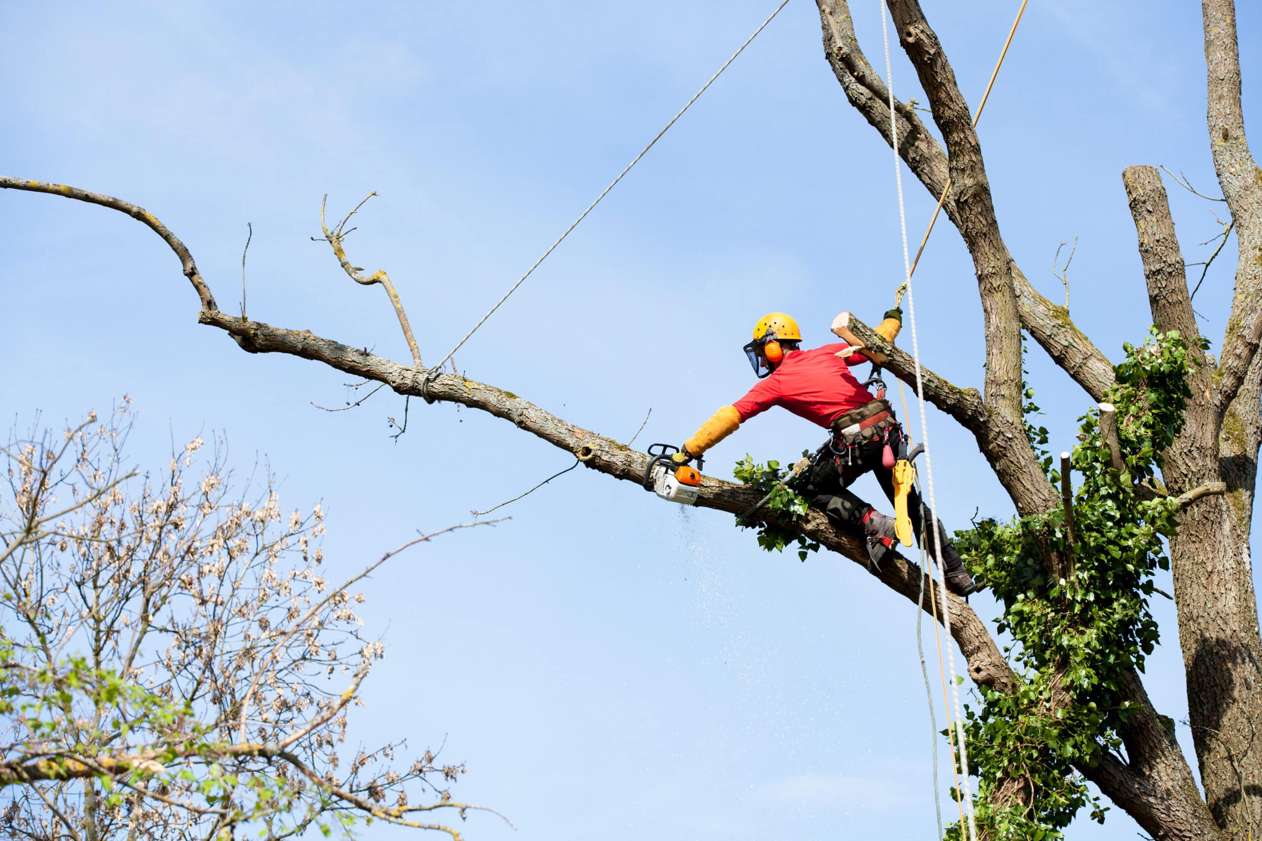 Élagueur professionnel avec casque jaune et tronçonneuse coupant une branche d'arbre sous un ciel bleu clair.