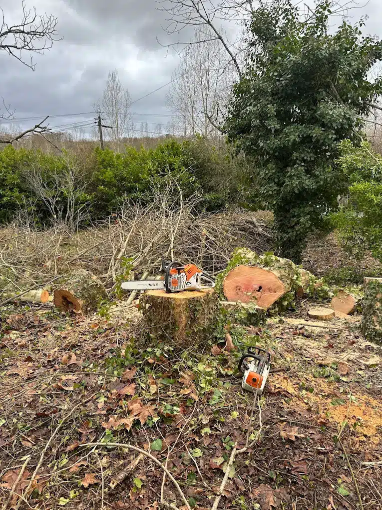 Abattage d'arbres : Tronçonneuses STIHL et souche fraîche Scène d'abattage d'arbres avec deux tronçonneuses STIHL posées sur une souche et au sol, débris et rondins partout sous un ciel gris.