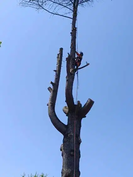 Élagage d'arbre : Arboriculteur en hauteur sur tronc massif Arboriculteur équipé grimpant haut dans un grand arbre sévèrement élagué, ciel bleu clair en arrière-plan.