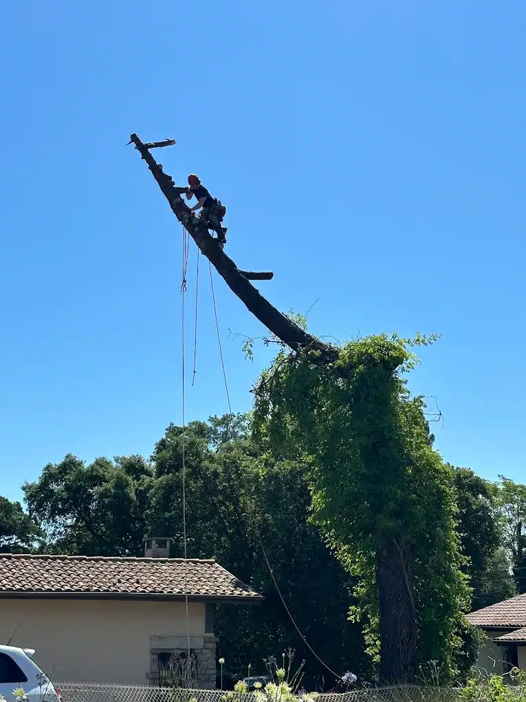Élagage périlleux : Arboriste coupe branche haute Élagage dangereux : élagueur équipé et harnaché coupant une haute branche d'arbre dominant des toits en tuiles.