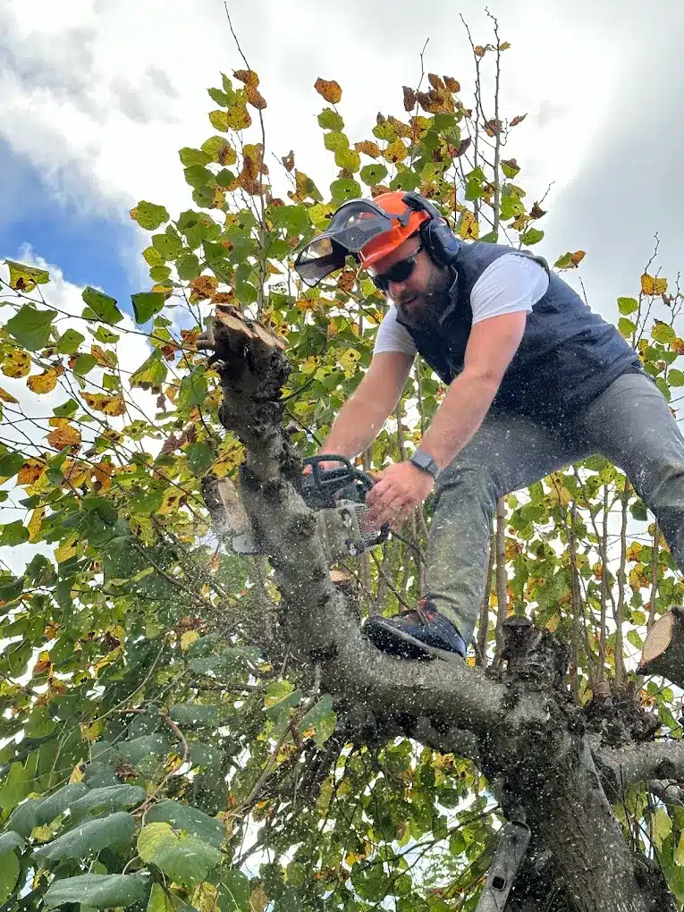 Élagage d'arbre : élagueur professionnel en hauteur avec tronçonneuse Élagueur barbu en casque orange et lunettes coupant une branche avec une tronçonneuse, projetant de la sciure sous un ciel nuageux.