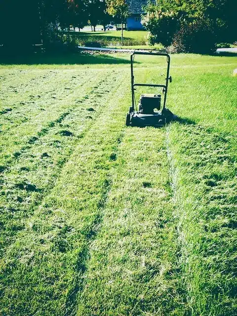 Tonte de pelouse : bandes parfaites avec tondeuse manuelle Tondeuse à gazon manuelle noire tondant une pelouse verte, laissant des bandes de gazon fraîchement coupé.